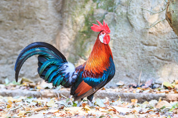 Local bantam in Thailand