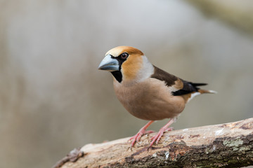 Male Hawfinch sitting on a branch