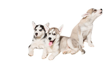 Obraz premium Group of puppies breed the Huskies isolated on white background