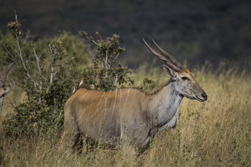 Naklejka na ściany i meble Eland antilope