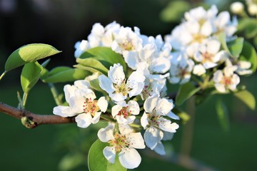 Apple Blossom. Apple flower branch 