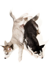 Two puppies breed the Huskies isolated on white background