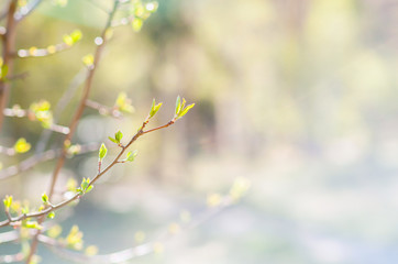 The small branch with leaves