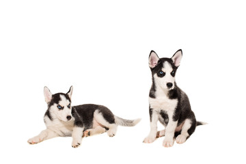 Two puppies breed the Huskies isolated on white background