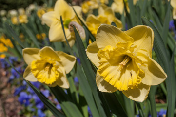 Fototapeta premium jonquilles dans un jardin public 