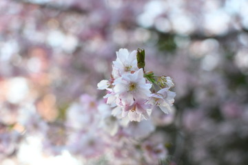 Spring Cherry blossoms, pink flowers.