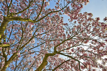 Beautifull Magnolia tree and flowers in easter