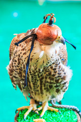 A Red-tailed hawk or Buteo jamaicensis covered with falconry mask. It is a trained animal