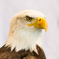 American Eagle or Bald Eagle