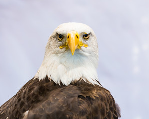 American Eagle or Bald Eagle