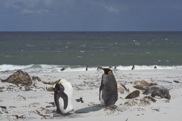 King Penguins (Aptenodytes patagonicus) standing on a sandy beach on Sealion Island in the Falkland Islands.