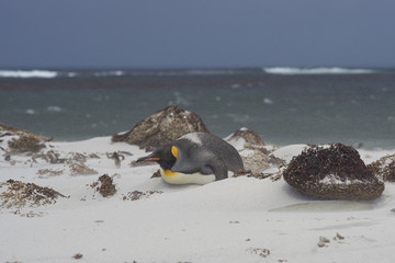 King Penguin (Aptenodytes patagonicus) lying down on a windswept sandy beach on Sealion Island in the Falkland Islands.
