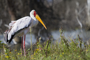 Yellow-billed Stork