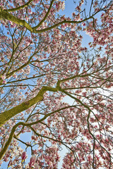 Beautifull Magnolia tree and flowers in easter