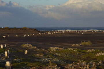 Large numbers of Gentoo Penguins (Pygoscelis papua) returning to their colony at dusk after a day feeding out at sea. Sealion Island in the Falkland Islands.