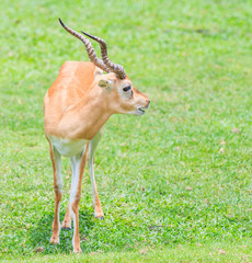 Thomson's gazelle or Thomsoni  gazella