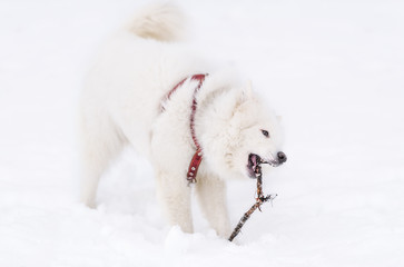 White Samoyed dog breed in the winter on snow-covered ground