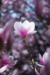 Rosa Magnolienblüten im Frühling 