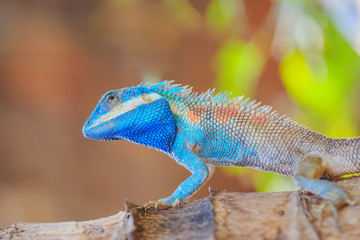 Lizard,dragon , Chameleon , Blue-crested Lizard , Indo-Chinese Forest Lizard  , Indo-Chinese Bloodsucker