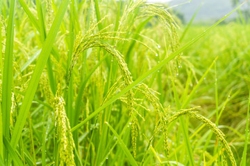Rice field with paddy