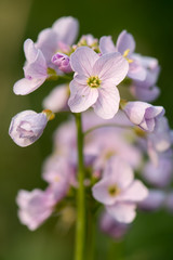 Fototapeta na wymiar Cuckooflower or lady's smock (Cardamine pratensis) flower spike. Perennial plant in the cabbage family (Brassicaceae), flowering in Spring in the UK