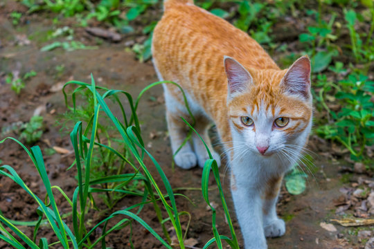 brown cat looking at camera
