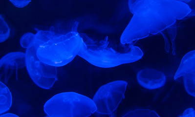 blurry background,jellyfish