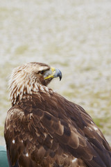 Golden Eagle
