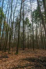 Autumn woodland with tall trees