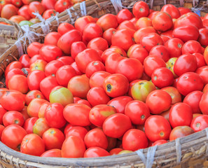 Tomatoes in the basket