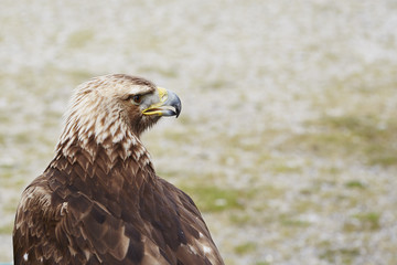 Fototapeta premium Golden Eagle
