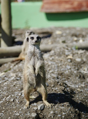 Meerkat