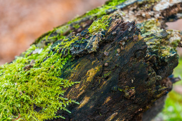 Moss growing on an old rotting tree stump