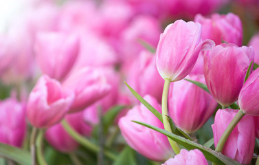 Pink tulip flower fields blooming in the garden