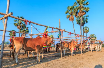 Foto op Plexiglas Annual fair beautiful cow contest in Phetchaburi province of Thailand © Photo Gallery