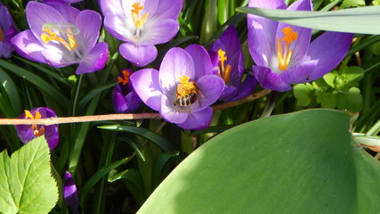 Bee in crocus