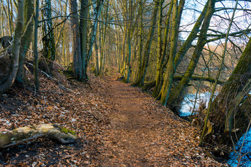 Deserted tree-lined footpath above a lake