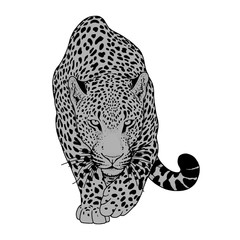 illustration of leopard, graphic vector animal