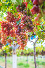 Bineyard Bunch of  grapes on the vine with green leaves