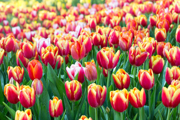 Colorful tulip flower fields blooming in the garden
