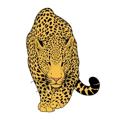 illustration of leopard, graphic vector animal © akhmett