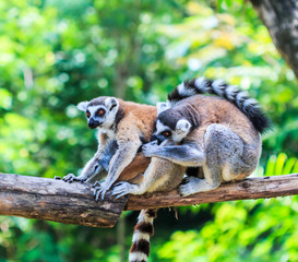 Ring-tailed lemur or Lemur catta