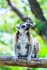 Ring-tailed lemur or Lemur catta
