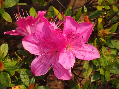 合弁花 Images Browse 4 Stock Photos Vectors And Video Adobe Stock