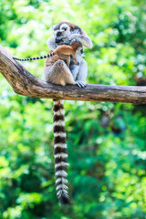 Ring-tailed lemur or Lemur catta