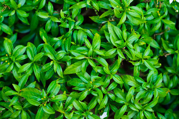 green leaf background