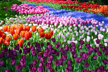 Fototapeta premium Flower bed of colourful tulips in spring. Keukenhof park Netherlands.
