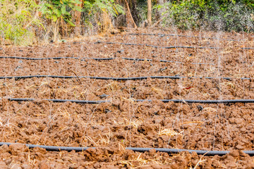 watering a plant with Pipe hole