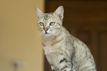 Cat sitting and looking at something