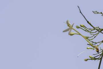 Millingtonia hortensis on sky background.